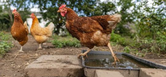 Imagen MEDIDAS PREVENTIVAS SOBRE GRIPE AVIAR