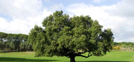 Imagen DÍA DEL ÁRBOL 2026
